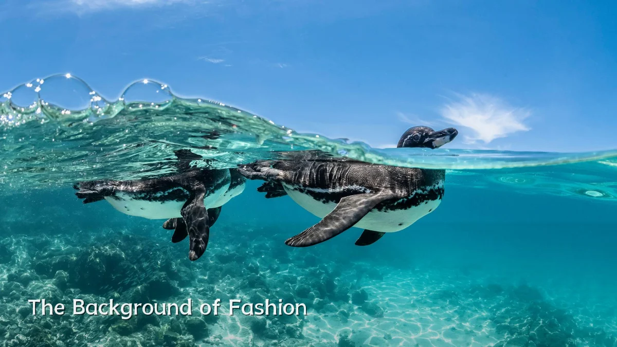 The Background of Fashion