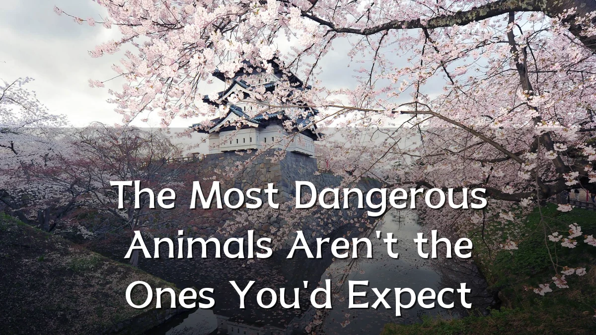 The Most Dangerous Animals Aren't the Ones You'd Expect