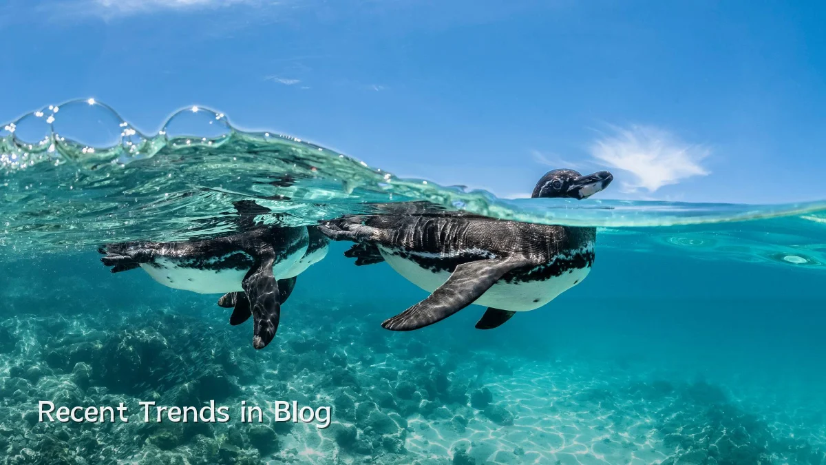 Recent Trends in Blog