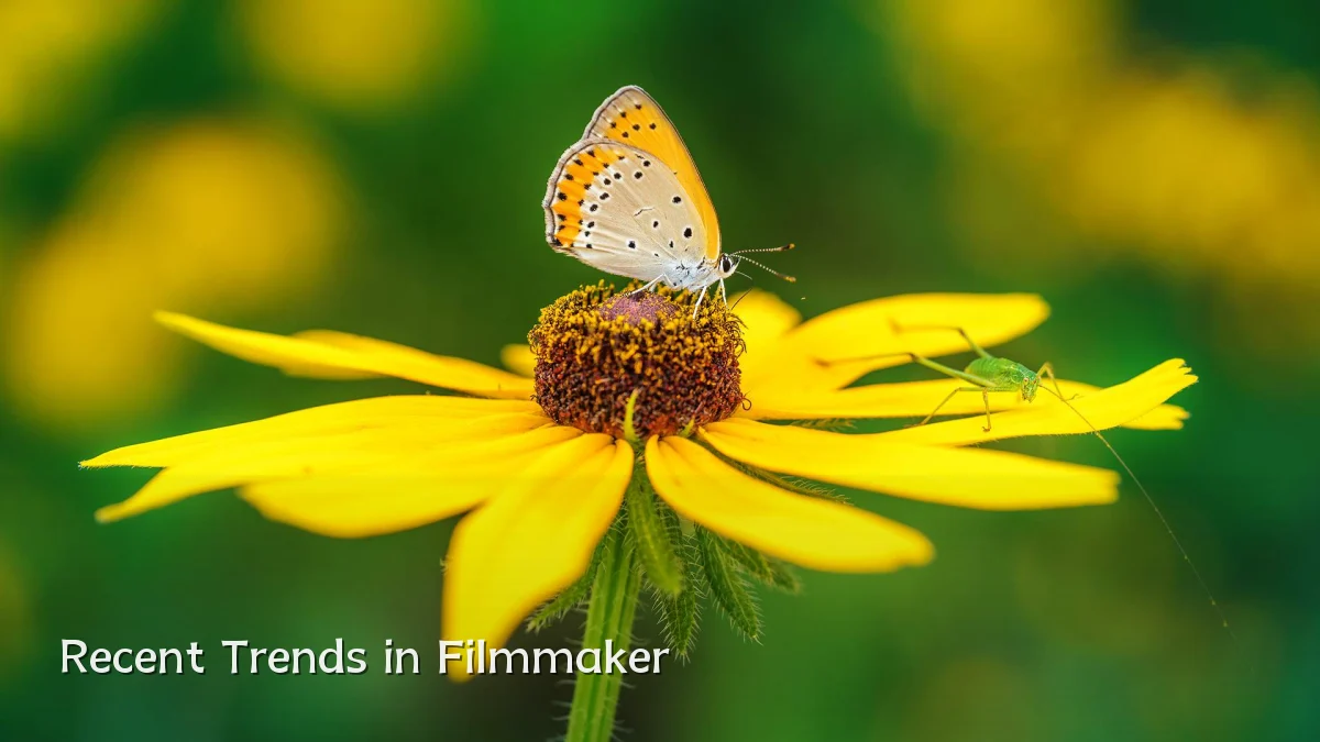 Recent Trends in Filmmaker